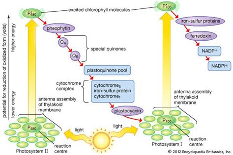 electron getpath